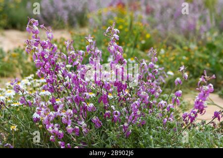 L'aspera de Matthiola, une violette florissante, Après une saison des pluies rare dans le désert du Négev, en Israël, une abondance de fleurs sauvages s'épanouissent et fleurent. Photographié Banque D'Images