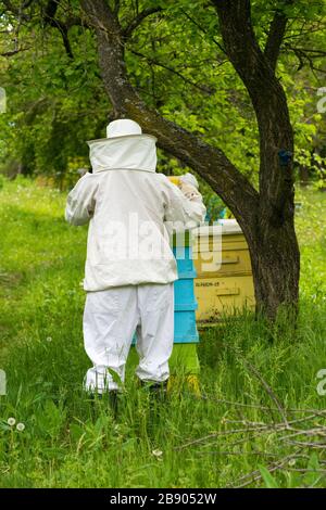 Apiculteur travaillant sur ses ruches dans le jardin - espace de copie Banque D'Images