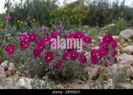 Helianthemum [ici Helianthemum vesicarium] connu sous le nom de rose de roche, de rose de soleil, de rouhrose, ou de grenouille, une plante à fleurs dans la famille des cistaceae. Ils le sont Banque D'Images