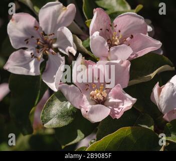 Cydonia oblonga, Quince fleurit Banque D'Images