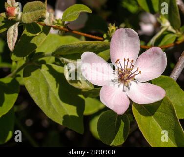 Cydonia oblonga, Quince fleurit Banque D'Images