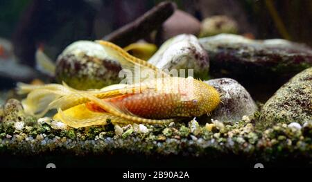 L'eau tropicale Albino, poisson-chat Ancismus allongé sur le fond de l'aquarium. Banque D'Images