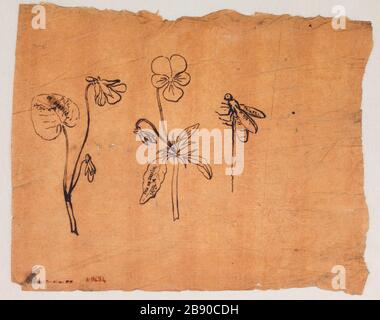 Etude des fleurs, abeille Guillaume Boichot (1735-1814). Etude de fleurs, abeille. Plume et erre sur papier, 1735-1814. Paris, musée Carnavalet. Banque D'Images