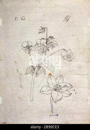 Etude des fleurs # 64 Guillaume Boichot (1735-1814). Etude de fleurs n°64. Panache et encre de Bistre sur papier gris bleu, 1735-1814. Paris, musée Carnavalet. Banque D'Images