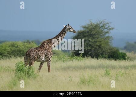 La girafe de Masai, également épelée girafe de Maasai, également appelée girafe de Kilimandjaro, est la plus grande sous-espèce de girafe. Banque D'Images