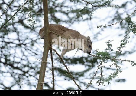 L'hyrax de roche, également appelé Cape hyrax, lapin de roche, et coney, est un mammifère terrestre de taille moyenne originaire de l'Afrique et du Moyen-Orient. Banque D'Images