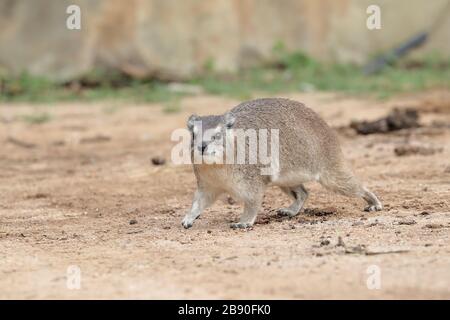 L'hyrax de roche, également appelé Cape hyrax, lapin de roche, et coney, est un mammifère terrestre de taille moyenne originaire de l'Afrique et du Moyen-Orient. Banque D'Images