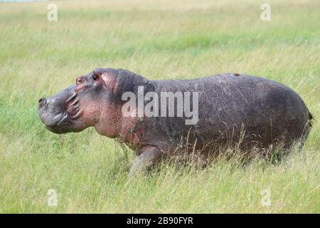 L'hippopotame, également appelé hippopotamus commun est un grand mammifère semi-aquatique, principalement herbivore et ongulate originaire de l'Afrique subsaharienne. Banque D'Images