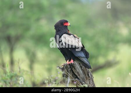 Le Bateleur est un aigle de taille moyenne de la famille des Accipitridae. Ses proches sont les aigles à serpents. Banque D'Images