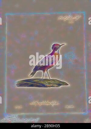 Anthus rufulus, Print, le pipit du champ ou le pipit oriental (Anthus rufulus) est un petit oiseau de sérine de la famille pipit et de la queue de cheval. Il est un éleveur résident (non migrateur) dans le broussailles ouvertes, les prairies et la culture en Asie du Sud à l'est des Philippines. Bien que parmi les rares canalisations de reproduction de la région asiatique, l'identification devient difficile en hiver lorsque plusieurs autres espèces migrent dans la région. La taxonomie de l'espèce est complexe et a subi des changements considérables., 1825-1834, réinventée par Gibon, conception d'un brillant gai chaud de luminosité et de rayons de lumière radiance. Banque D'Images