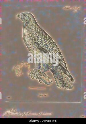 Aquila pennatus, Print, l'aigle amorcé (Hieraaetus pennatus, également classé Aquila pennata) est un oiseau migrateur de taille moyenne, principalement de proie, avec une large répartition en Asie palearctique et australe, hivernant dans les tropiques de l'Afrique et de l'Asie, avec une petite population de reproduction disjointe en Afrique du Sud-Ouest. Comme tous les aigles, il appartient à la famille des Accipitridae., 1700-1880, réinventé par Gibon, design de gai gai chaleureux de luminosité et de rayonnement de lumière. L'art classique réinventé avec une touche moderne. La photographie inspirée du futurisme, embrassant l'énergie dynamique de la techno moderne Banque D'Images