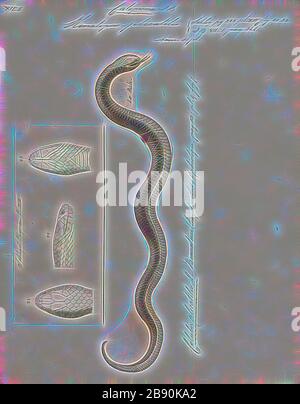 Homalopsis plicatilis, Print, Homalopsis est un genre de serpents de la famille des Homalopsidae. Le genre est limité à l'Asie du Sud-est et comprend cinq espèces actuellement reconnues. Comme tous les membres de la famille des Homalopsidae, les Homalopsis sont fanés à l'arrière et légèrement venimeux, bien que considérés comme inoffensifs pour les humains., 1700-1880, repensés par Gibon, conception d'un brillant chaleureux de luminosité et de rayons de lumière radiance. L'art classique réinventé avec une touche moderne. La photographie inspirée du futurisme, qui embrasse l'énergie dynamique de la technologie moderne, du mouvement, de la vitesse et révolutionne la culture. Banque D'Images