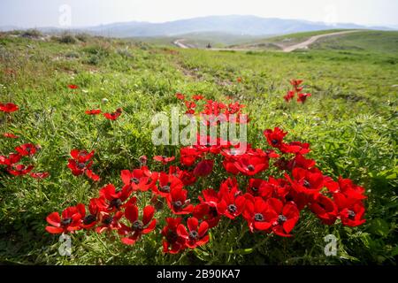 Ranunculus asiatico, la buttercup persan, est une espèce de buttercup (Ranunculus) originaire de la région méditerranéenne orientale du sud-ouest de l'Asie, s Banque D'Images
