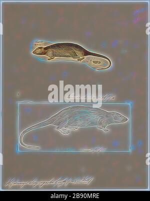 Hydromys chrysogaster, Imprimer, le rakali, Hydromys chrysogaster, également connu sous le nom de rabe ou eau-rat, est un rongeur indigènes australiens décrit pour la première fois en 1804. Le changement à la nom autochtone Rakali est destiné à favoriser une attitude positive du public par l'environnement de l'Australie. Il est le seul membre du genre Hydromys avec une gamme s'étendant au-delà de la Papouasie-Nouvelle-Guinée et de l'indonésien en Papouasie occidentale. Ayant adapté à et colonisé un créneau unique d'une vie nocturne et semi-aquatiques, cette espèce vit dans des terriers sur les berges des rivières, lacs et estuaires et se nourrit d'insectes aquatiques, poissons, crustace Banque D'Images