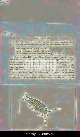 Ligia oceanica, Print, Ligia oceanica, la mer slater, commune mer slater ou roach de mer, est une maison de bois littorale., repensée par Gibon, design de glouage chaud et gai de la luminosité et des rayons de lumière radiance. L'art classique réinventé avec une touche moderne. La photographie inspirée du futurisme, qui embrasse l'énergie dynamique de la technologie moderne, du mouvement, de la vitesse et révolutionne la culture. Banque D'Images