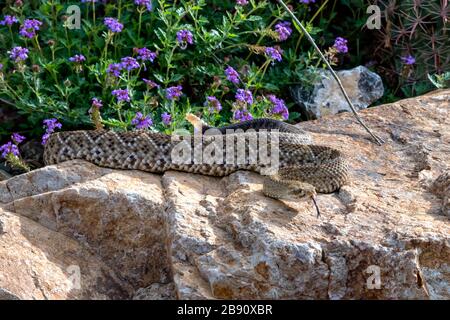 Baiser Mexican West Coast Rattlesnake Coiled sur un bloc de jardin Banque D'Images