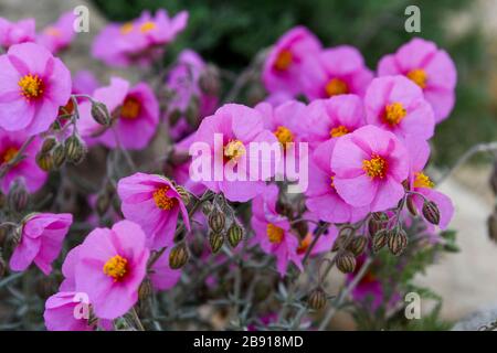 Helianthemum [ici Helianthemum vesicarium] connu sous le nom de rose de roche, de rose de soleil, de rouhrose, ou de grenouille, une plante à fleurs dans la famille des cistaceae. Ils le sont Banque D'Images