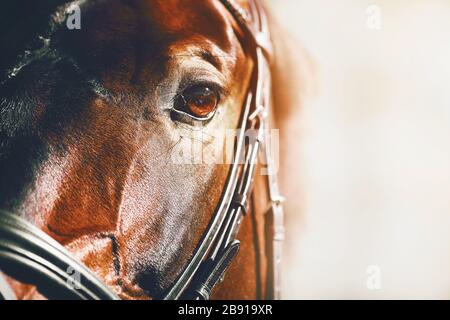 Gros plan portrait d'un beau cheval de course de Bay illuminé par la lumière du soleil. Banque D'Images