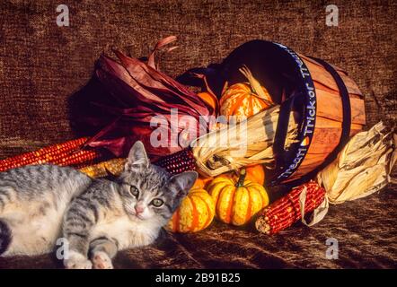 Chaton gris tabby, citrouilles en panier, Monroe Twp., New Jersey, Etats-Unis, Panier chatons isolés hooligan mignon ferme drôle chatons chats domestiques Banque D'Images