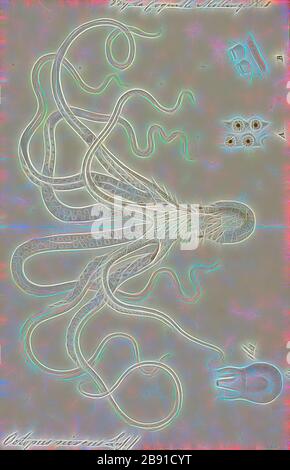 Octopus niveus, Print, l'Octopus est un mollusque corsé et à huit couches de l'ordre Octopoda. Environ 300 espèces sont reconnues, et l'ordre est groupé dans la classe Céphalopoda avec des calmars, des seiches et des nautiloïdes. Comme les autres céphalopodes, l'Octopus est bilatéralement symétrique avec deux yeux et un bec, avec sa bouche au point central des huit membres (le tentacle est utilisé comme terme parapluie pour les membres du céphalopodes, toutefois, dans un contexte théologique, le bras est utilisé pour désigner de tels membres alors que le tentacle est réservé aux appendices alimentaires non trouvés sur les octofuses). Le corps doux peut rap Banque D'Images