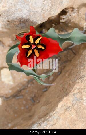 Tulipa systola (Desert Tulip), sauvage et rouge, photographié dans les citernes de Lotz dans le désert du Negev en Israël en mars Banque D'Images