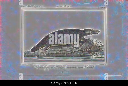 Ornithorhynchus paradoxus, Print, The platypus (Ornithorhynchus anatius), parfois appelé platypus à bec de canard, est un mammifère sémiaquatique à ponte d'œufs endémique à l'est de l'Australie, y compris la Tasmanie. Le platypus est le seul représentant vivant de sa famille (Ornithorhynchidae) et de son genre (Ornithorhynchus), bien qu'un certain nombre d'espèces apparentées apparaissent dans le bilan fossile., 1838, réinventé par Gibon, conception d'un brillant chaleureux et gai de luminosité et de rayons de lumière radiance. L'art classique réinventé avec une touche moderne. La photographie inspirée du futurisme, embrassant l'énergie dynamique de la tec moderne Banque D'Images