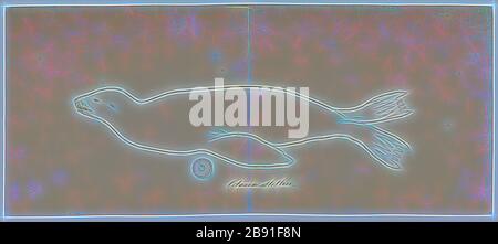 Otaria stelleri, d'impression, de l'Amérique du Sud, le lion de mer Le lion de mer d'Amérique du Sud (Otaria flavescens Otaria byronia, anciennement), aussi appelé le Lion de mer du Sud et de l'otarie de Patagonie, est un lion de mer trouvés sur l'Équateur, du Pérou, du Chili, Îles Falkland, argentins, brésiliens, uruguayens et sud de côtes. Il est le seul membre du genre Otaria. Son nom scientifique a été sujet à controverse, certains taxonomistes faisant référence à Otaria flavescens et d'autres faisant référence à Otaria byronia. L'ancien a finalement remporté, mais qui pourraient encore être renversée. Localement, c'est kn Banque D'Images