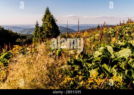 La route de Mieczysław Orłowicz Pass à Smerek dans les montagnes de Bieszczady en Pologne Banque D'Images