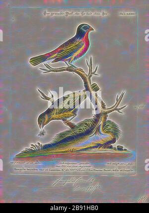 Passerina ciris, Print, The Painted bunting (Passerina ciris) est une espèce d'oiseau de la famille cardinale, Cardinalidae, originaire d'Amérique du Nord. Le plumage lumineux du mâle ne vient que dans la deuxième année de vie, dans la première année, ils ne peuvent être distingués de la femelle que par une inspection rapprochée., 1700-1880, repensé par Gibon, conception de gai gai chaleureux de luminosité et de rayons de lumière radiance. L'art classique réinventé avec une touche moderne. La photographie inspirée du futurisme, qui embrasse l'énergie dynamique de la technologie moderne, du mouvement, de la vitesse et révolutionne la culture. Banque D'Images