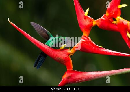 Une Woodnymph (Thalurania glaucocis) mâle, recouverte de violette, visite d'une fleur d'Heliconia dans la forêt pluviale de l'Atlantique Banque D'Images