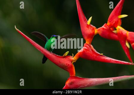 Une Woodnymph (Thalurania glaucocis) mâle, recouverte de violette, visite d'une fleur d'Heliconia dans la forêt pluviale de l'Atlantique Banque D'Images