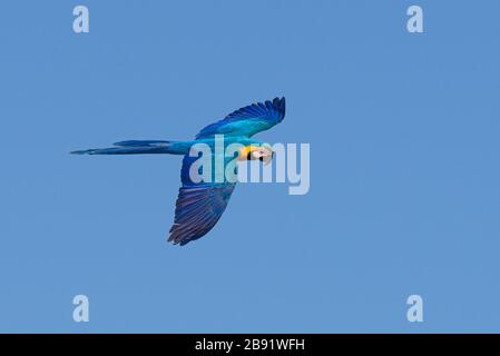 Un Macaw bleu et jaune sauvage (Ara ararauna) volant au Brésil