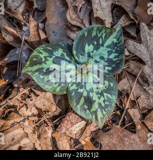 Un gros trillium sauvage marbré vert avec une fleur non ouverte émerge récemment à travers les débris de feuilles sur le sol de la forêt au début du printemps Banque D'Images