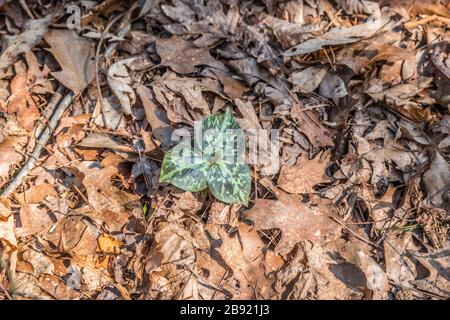 Un trillium vert de feuilles mochetées émergea à travers les feuilles sur le sol de la forêt avec un bourgeon de fleurs prêt à ouvrir un jour ensoleillé au début du printemps Banque D'Images