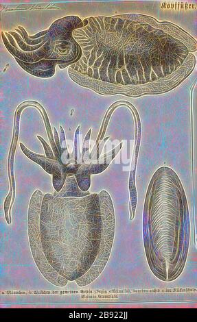 Sepia officinalis, Print, la truite de la taille commune ou la truite de la taille commune européenne (Sepia officinalis) est l'une des espèces les plus grandes et les plus connues de la truite de la taille. Il s'agit d'une espèce migratrice qui passe l'été et le printemps à la fraye, puis qui se déplace à des profondeurs de 100 à 200 m en automne et en hiver. Ils poussent jusqu'à 49 cm de longueur de manteau (ML) et 4 kg de poids. Les animaux des mers subtropicales sont plus petits et rarement supérieurs à 30 cm en ML., repensé par Gibon, conception de glanissement chaleureux et gai de luminosité et de rayons de lumière radiance. L'art classique réinventé avec une touche moderne. Photographie inspirée du fu Banque D'Images