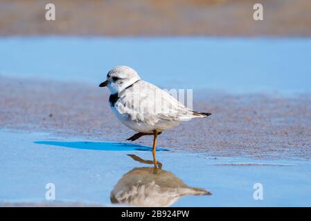 Un pluvier siffleur à pied d'une flaque dans le sable sur la plage. Banque D'Images