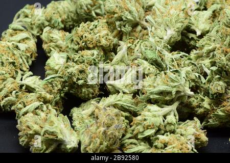 Extrême gros plan de grande quantité dense marijuana verte avec de beaux trichomes Banque D'Images