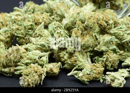 Extrême gros plan de grande quantité dense marijuana verte avec de beaux trichomes Banque D'Images
