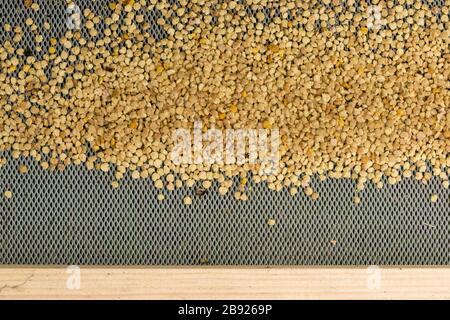 Pollen d'abeilles dans la ruche - foyer sélectif, espace de copie Banque D'Images