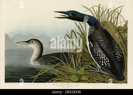 Plaque 306 Great Northern Diver ou Loon, The Birds of America Folio (1827–1839) de John James Audubon - image éditée de très haute résolution et de qualité Banque D'Images