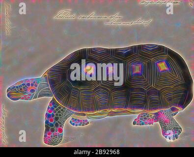 Testudo carbonaria, Imprimer, le red-footed tortoise (Chelonoidis carbonarius) est une espèce de tortue dans le nord de l'Amérique du Sud. Ces moyennes généralement tortues moyenne : 30 cm (12 in) comme des adultes, mais peut atteindre plus de 40 cm (16 in). Ils ont, de couleur sombre en forme de pain (carapaces coque arrière) avec un patch plus léger au milieu de chaque écaille (balances sur la coquille), et des membres sombre avec des échelles qui vont du jaune pâle au rouge foncé. Les différences sont reconnues vu entre à pieds des tortues de différentes régions. Elles sont étroitement liées à la tortue à pattes jaunes (C. den Banque D'Images