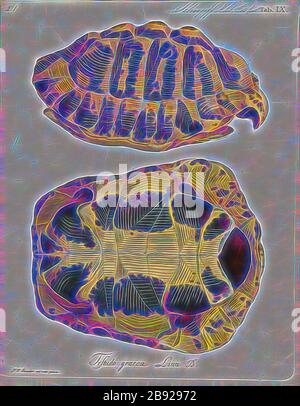 Testudo graeca, Imprimer, la tortue grecque (Testudo graeca), également connu sous le nom de spur-thighed tortoise, est une espèce de tortue de la famille des Testudinidae. Testudo graeca est une des cinq espèces de tortues méditerranéennes (genres Testudo et Agrionemys). Les quatre autres espèces sont la tortue d'Hermann (Testudo hermanni), la tortue égyptienne (Testudo kleinmanni), l'marginated tortoise (Testudo marginata), et la Fédération de tortue (Agrionemys horsfieldii). La tortue grecque est une très longue durée de vie, la réalisation d'un animal de plus de 125 ans, avec certains rapports non confirmés de jusqu'à 2 Banque D'Images