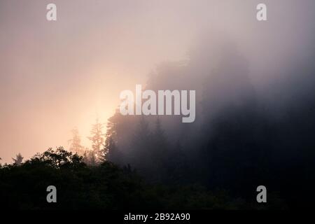 Le lever du soleil se brise dans le brouillard du parc national de redwood Banque D'Images