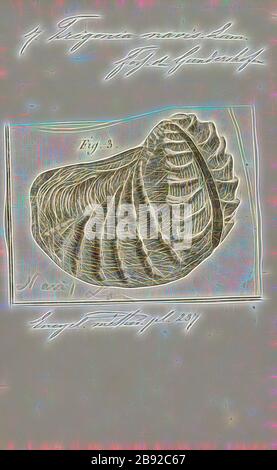 Trigonia navis, Imprimer, diagramme de Trigonia costata James Parkinson, montrant les principales caractéristiques morphologiques de l'extérieur de la coquille, a) Anterior, p) Posterior, d) dorsal, v) ventral, F) Flank, A) Area, c) costae, mc) marginal CarinaTrigonia costata va du Jurassic (Toarcian) au Julassique inférieur (Julassique moyen). Trigonia est un genre éteint de myes d'eau salée, de mollusques bivalves marins fossiles de la famille des Trigononidae. La gamme fossile du genre s'étend du Paléozoïque, du Mésozoïque et du Paléocène du Cenozoïque, de 298 à 56 Ma., réimaginée par Gibon, conception de glabour chaleureux et gai de la luminosité Banque D'Images