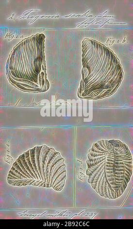 Trigonia scabra, Imprimer, Schéma de Trigonia costata James Parkinson, montrant les principales caractéristiques morphologiques de l'extérieur de la coquille, a) Anterior, p) Posterior, d) dorsal, v) ventral, F) Flank, A) Area, c) costae, mc) marginal CarinaTrigonia costata va du Jurassic (Toarcian) au Julassic) au Julassic). Trigonia est un genre éteint de myes d'eau salée, de mollusques bivalves marins fossiles de la famille des Trigononidae. La gamme fossile du genre s'étend du Paléozoïque, du Mésozoïque et du Paléocène du Cenozoïque, de 298 à 56 Ma., repensée par Gibon, conception de glabour chaleureux et gai des azurants Banque D'Images