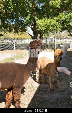 Fille atteignant la main dehors pour nourrir Huacaya alpacas à la ferme Banque D'Images