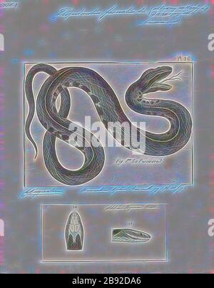 Tropidonotus fasciatus, Print, le serpent d'eau à bandes ou le serpent d'eau du sud (Nerodia fasciata) est une espèce de serpent principalement aquatique, non venimeux, colueffet endémique au centre et au sud-est des États-Unis., 1700-1880, repensée par Gibon, design de glanissement chaleureux et de rayons lumineux radiance. L'art classique réinventé avec une touche moderne. La photographie inspirée du futurisme, qui embrasse l'énergie dynamique de la technologie moderne, du mouvement, de la vitesse et révolutionne la culture. Banque D'Images