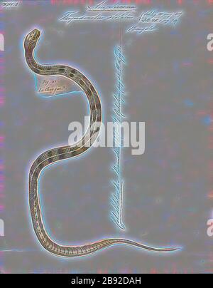 Tropidonotus stolatus, Print, le keelback rayé de buff (Amphiesma stolatum) est une espèce de serpent colueffet non venimeux que l'on trouve en Asie. C'est la seule espèce du genre Amphiesma. C'est un serpent typiquement non agressif qui se nourrit de grenouilles et de crapauds. Il appartient à la sous-famille Nyricinae et est étroitement lié aux serpents d'eau et aux serpents d'herbe. Il ressemble à une version asiatique du serpent de jarretière américain. C'est un serpent assez commun mais on le voit rarement., 1700-1880, repensé par Gibon, design de gai gai chaud de luminosité et de rayons de lumière radiance. L'art classique réinventé avec une twis moderne Banque D'Images