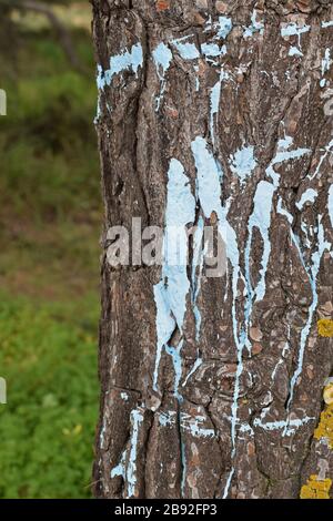 Tronc d'arbre brisé avec peinture bleue. Contexte abstrait. Banque D'Images