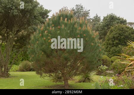 Pinus Thunbergii (PIN noir japonais) dans un jardin sur l'île de Tresco, dans les îles de Scilly, Angleterre, Royaume-Uni Banque D'Images